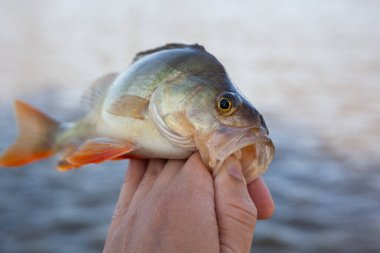 Balık eliyle nehir arkaplanının resmi 