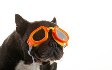 Köpek beyazı arkaplan resmi