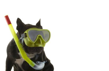 Köpek beyazı arkaplan resmi