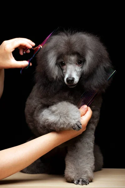 image of dog hand scissors hairbrush dark background