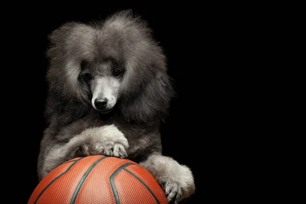 犬バスケットボールの暗い背景のイメージ — ストック写真
