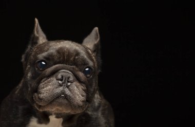 Köpek koyu arkaplan resmi 