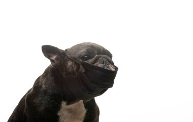 Köpek maskesi beyaz arkaplan resmi 