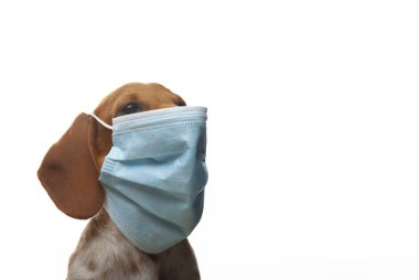 Köpek maskesi beyaz arkaplan resmi