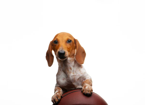 Köpek Basketbol Görüntüsü Beyaz Arkaplan — Stok fotoğraf