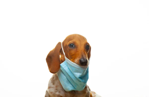 Afbeelding Van Hond Masker Witte Achtergrond — Stockfoto