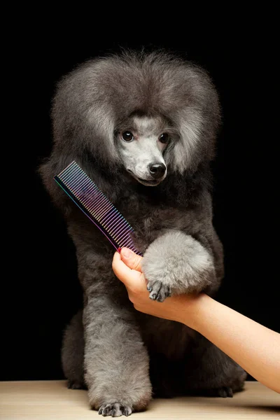 image of dog hand hairbrush dark background