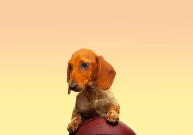 Köpek portresi basketbol resmi