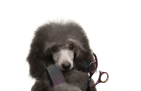 Image Chien Ciseaux Brosse Cheveux Fond Blanc — Photo