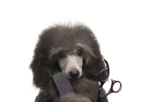 изображение собачьих ножниц расческа белый фон 