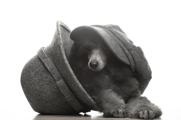 Imagen Del Sombrero Perro Fondo Blanco — Foto de Stock