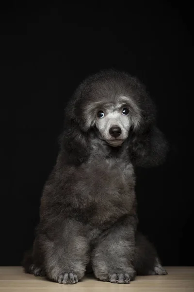 Εικόνα Του Σκύλου Σκούρο Φόντο — Φωτογραφία Αρχείου