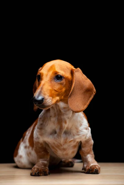 Bild Des Hundes Dunklen Hintergrund — Stockfoto