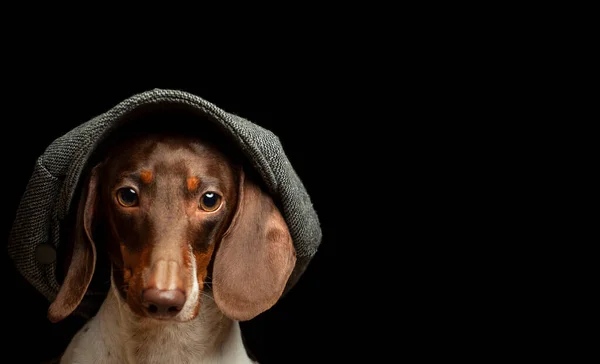 Imagen Perro Sombrero Fondo Oscuro — Foto de Stock