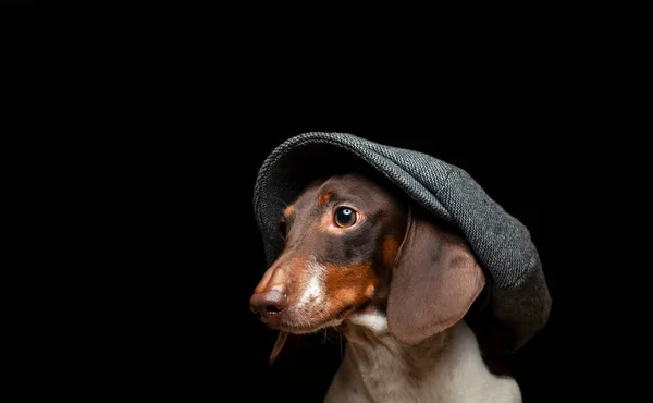 Imagen Perro Sombrero Fondo Oscuro — Foto de Stock