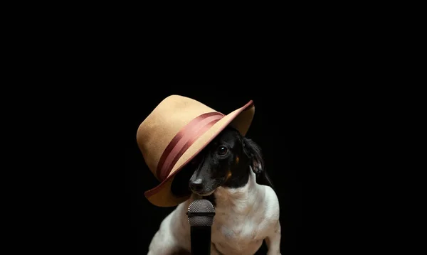 犬の帽子のマイクの画像 — ストック写真