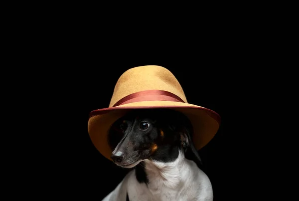 Imagen Perro Sombrero Fondo Oscuro —  Fotos de Stock