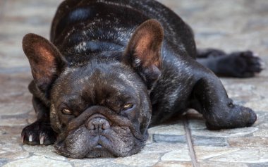 Köpek yuvası görüntüsü