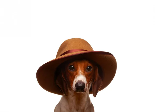 Imagen Del Sombrero Perro Fondo Blanco —  Fotos de Stock