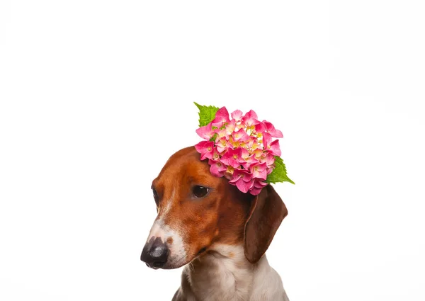 Bild Des Hundes Blume Weißen Hintergrund — Stockfoto