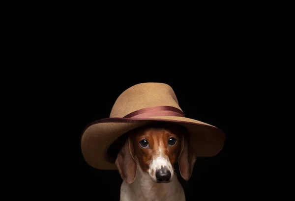 狗帽子深色背景图像 — 图库照片