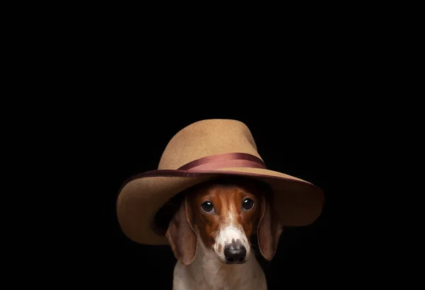 Imagen Perro Sombrero Fondo Oscuro —  Fotos de Stock