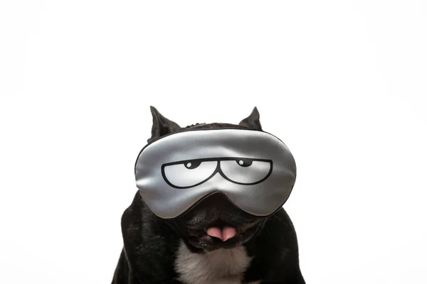 Image Dog Mask White Background — Stock Photo, Image