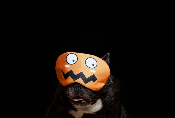 Afbeelding Van Hond Masker Donkere Achtergrond — Stockfoto