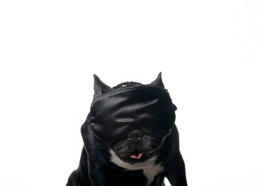 Köpek maskesi beyaz arkaplan resmi 