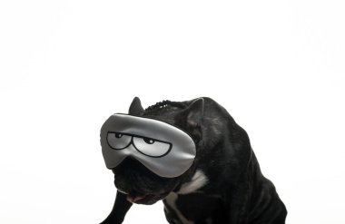 Köpek maskesi beyaz arkaplan resmi 