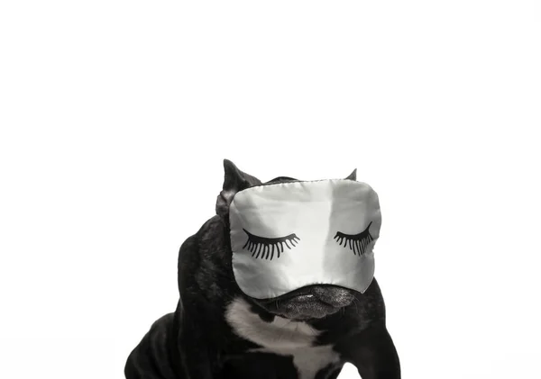 Afbeelding Van Hond Masker Witte Achtergrond — Stockfoto