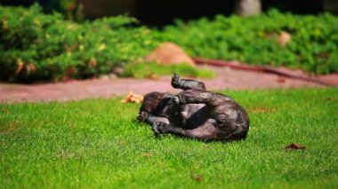 Köpek çimi arkaplanının görüntüleri