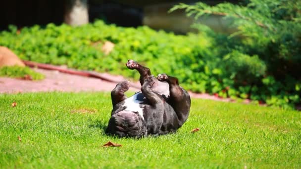 Imagens Cão Grama Fundo — Vídeo de Stock