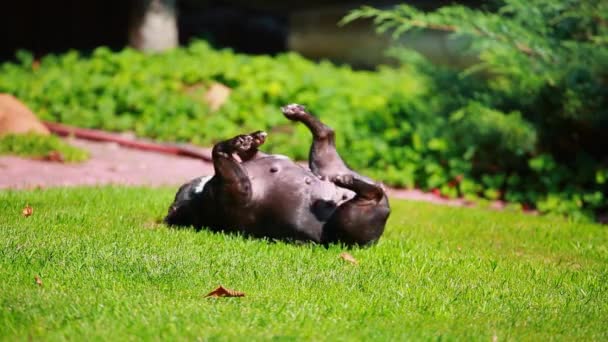 Rekaman Dari Latar Belakang Rumput Anjing — Stok Video