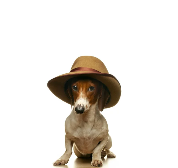 Immagine Cane Cappello Sfondo Bianco — Foto Stock