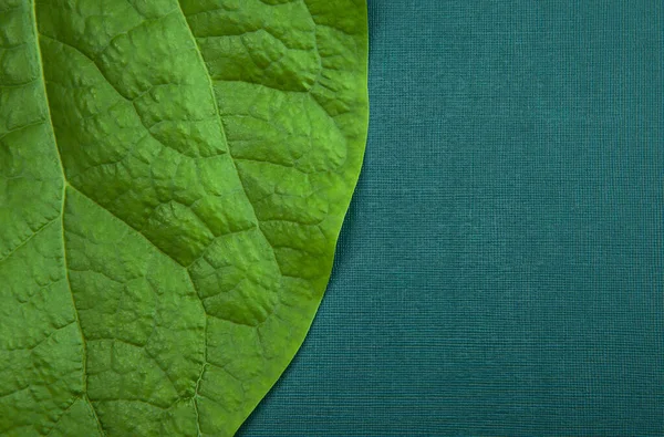Kép Zöld Levél Textil Háttér — Stock Fotó