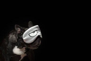 Köpek maskesi koyu arkaplan 