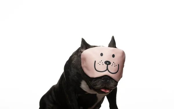 Afbeelding Van Hond Masker Witte Achtergrond — Stockfoto