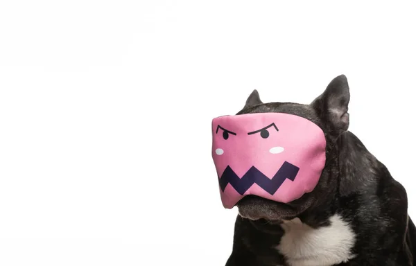 Afbeelding Van Hond Masker Witte Achtergrond — Stockfoto
