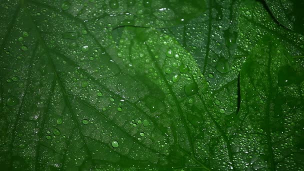 Materiał Filmowy Kropli Wody Zielonych Liści — Wideo stockowe