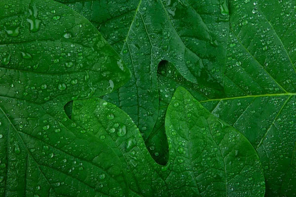 Immagine Foglia Verde Goccia Acqua — Foto Stock