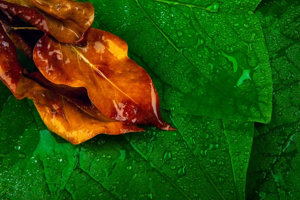 Imagen Gota Agua Hoja — Foto de Stock