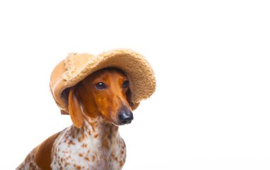 Köpek beyazı arkaplan resmi 
