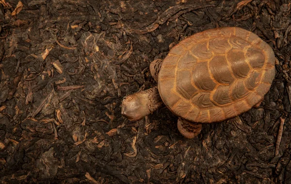 Image Turtle Tea Background — Stock Photo, Image