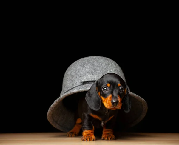 Εικόνα Του Σκύλου Καπέλο Σκούρο Φόντο — Φωτογραφία Αρχείου
