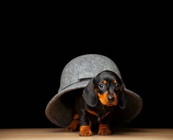 Imagen Perro Sombrero Fondo Oscuro — Foto de Stock