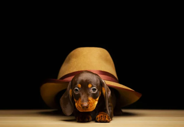 Immagine Cane Cappello Sfondo Scuro — Foto Stock