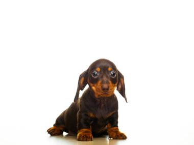 Köpek beyazı arkaplan resmi 