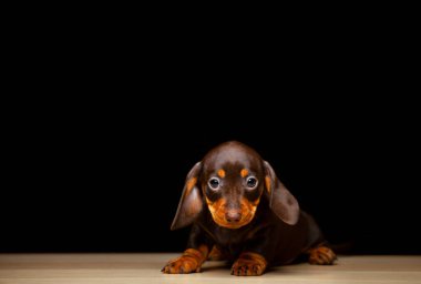 Köpek koyu arkaplan resmi 