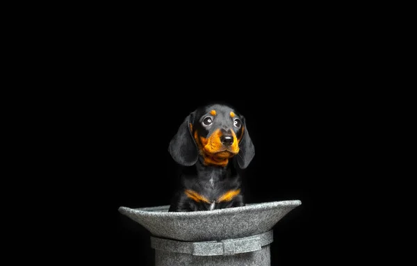 Afbeelding Van Hond Hoed Donkere Achtergrond — Stockfoto